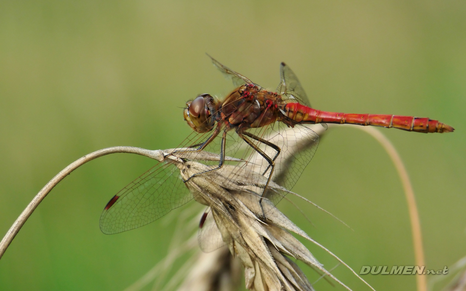 Moustached Darter (Male, Sympetrum vulgatum)